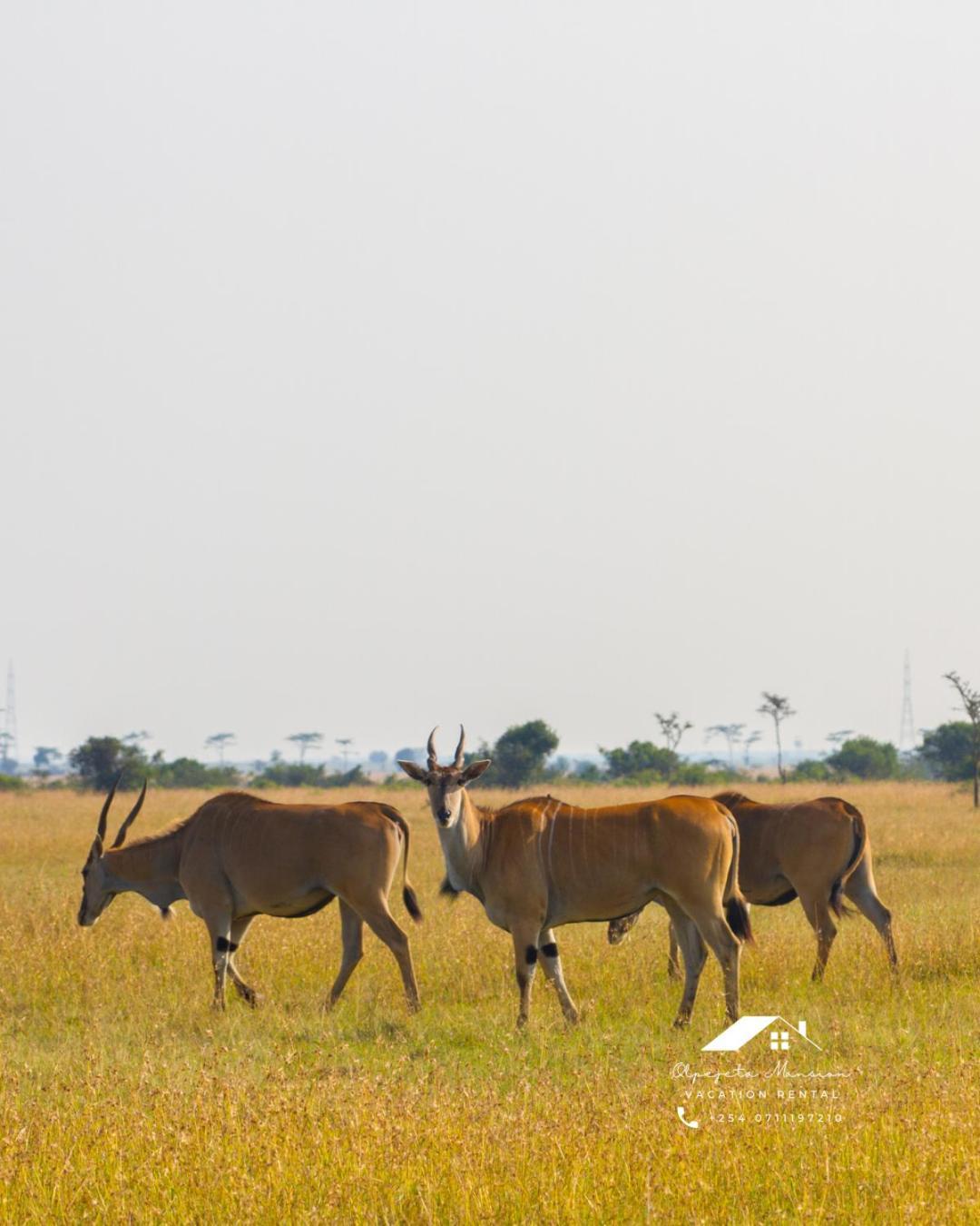 Ol Pejeta Mansion Villa Nanyuki Kültér fotó