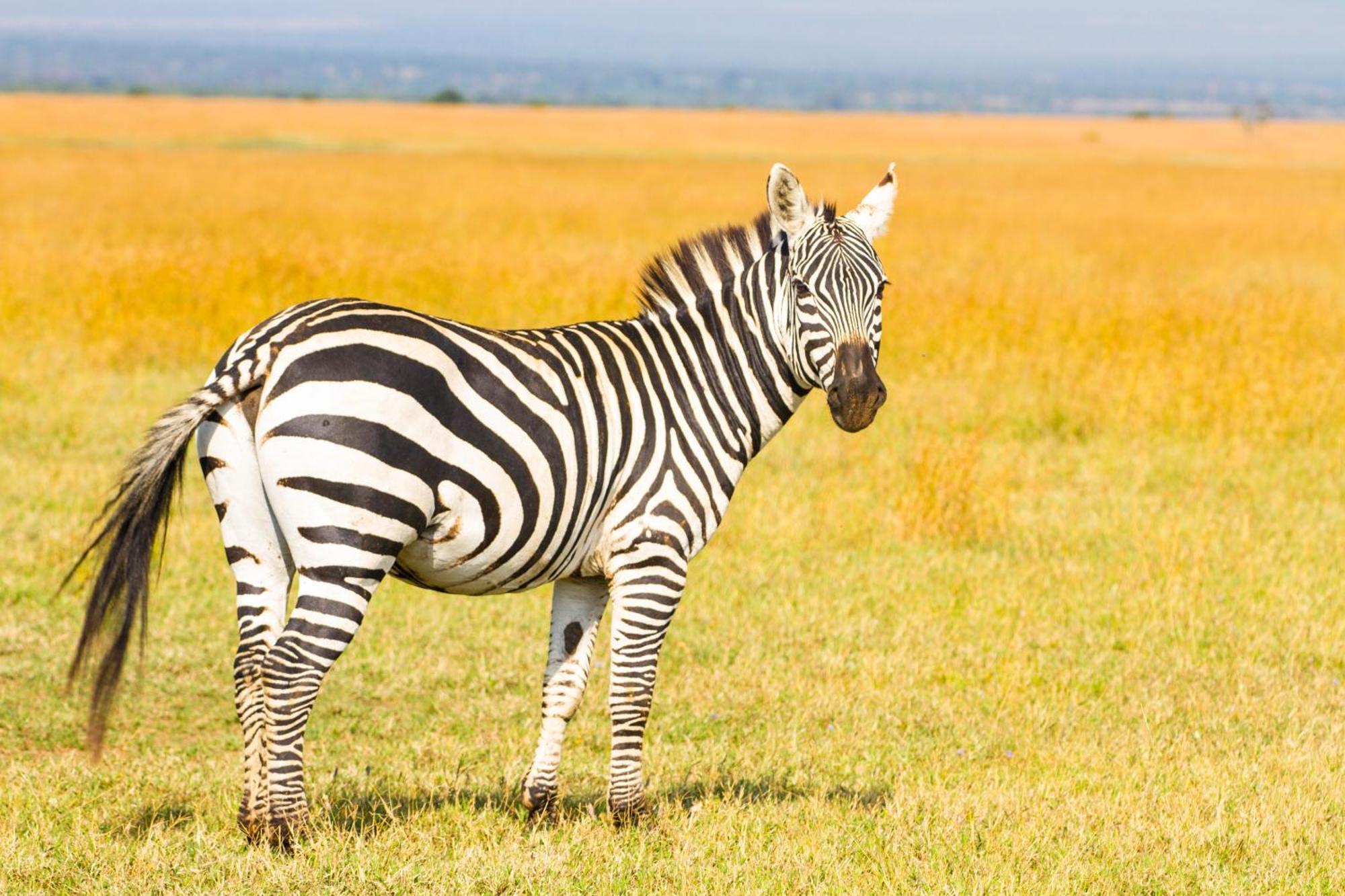 Ol Pejeta Mansion Villa Nanyuki Kültér fotó